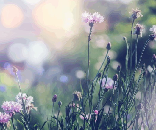 Rosa blommor i fokus med suddig bakgrund av gröna växter och mjukt ljus.